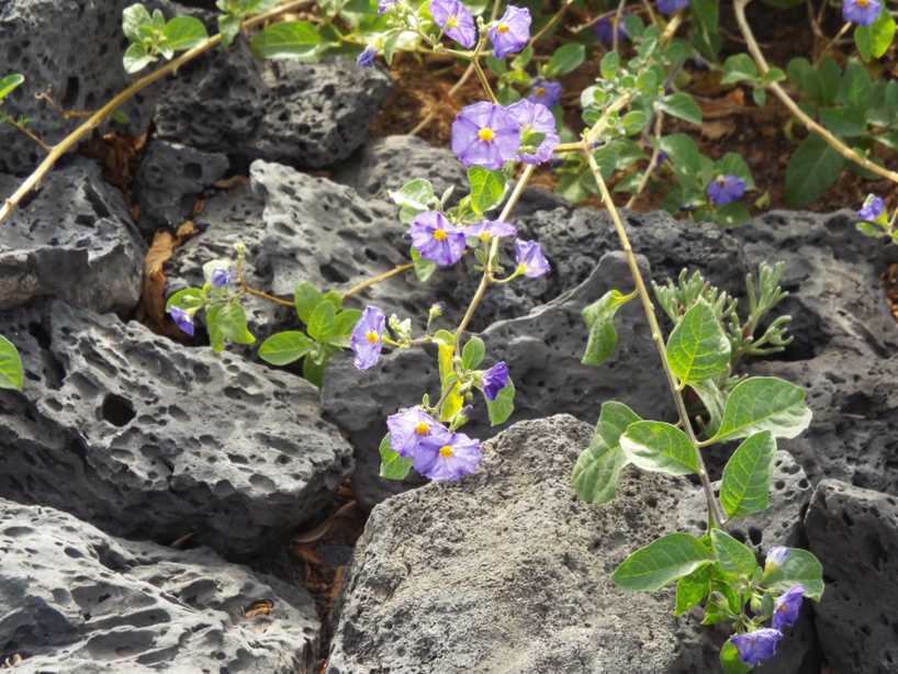 Da Tenerife (Canarie):  Un Convolvolo? No, Lycianthes rantonnetii (Solanaceae)