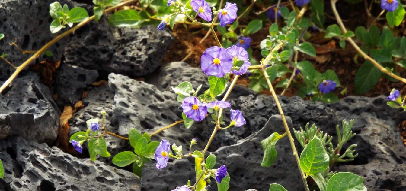 Da Tenerife (Canarie):  Un Convolvolo? No, Lycianthes rantonnetii (Solanaceae)