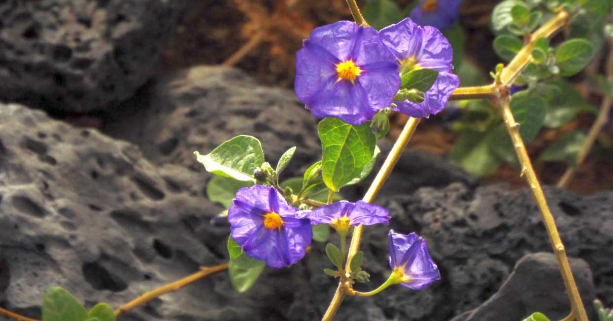 Da Tenerife (Canarie):  Un Convolvolo? No, Lycianthes rantonnetii (Solanaceae)