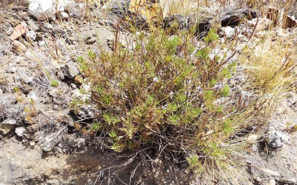 Da Tenerife (Canarie):  Verbena ?  No, Lavandula sp. (Lamiaceae)