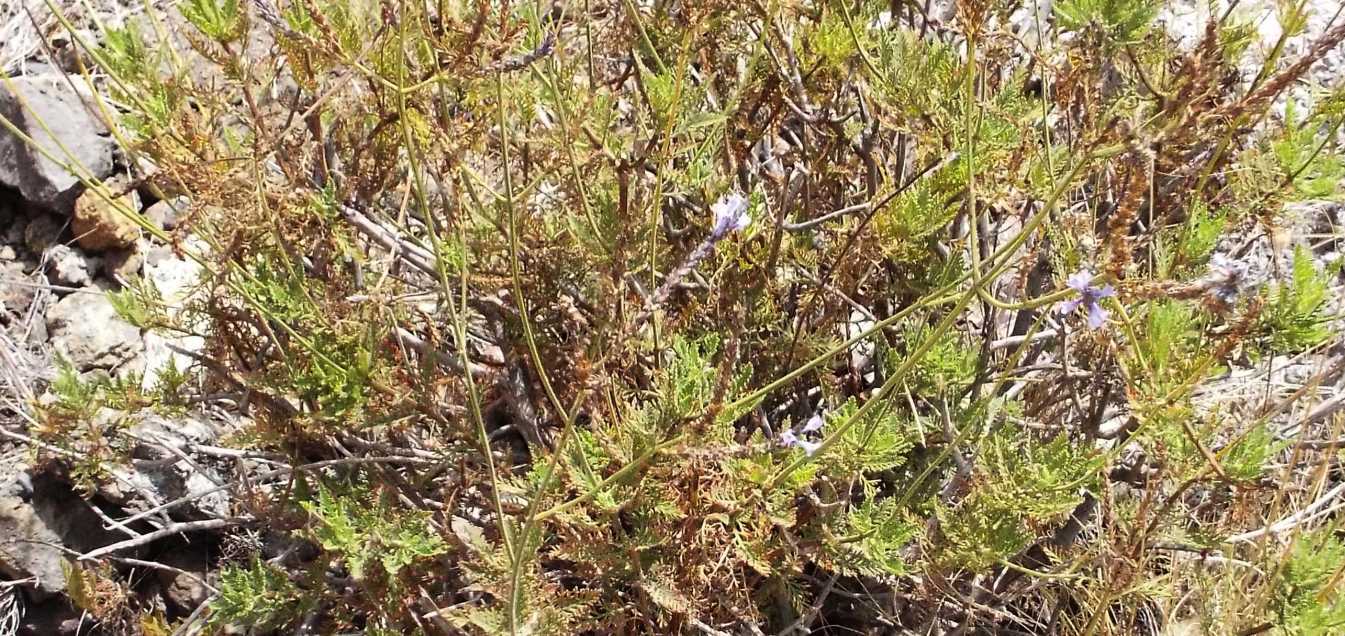 Da Tenerife (Canarie):  Verbena ?  No, Lavandula sp. (Lamiaceae)