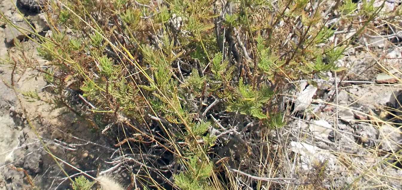 Da Tenerife (Canarie):  Verbena ?  No, Lavandula sp. (Lamiaceae)