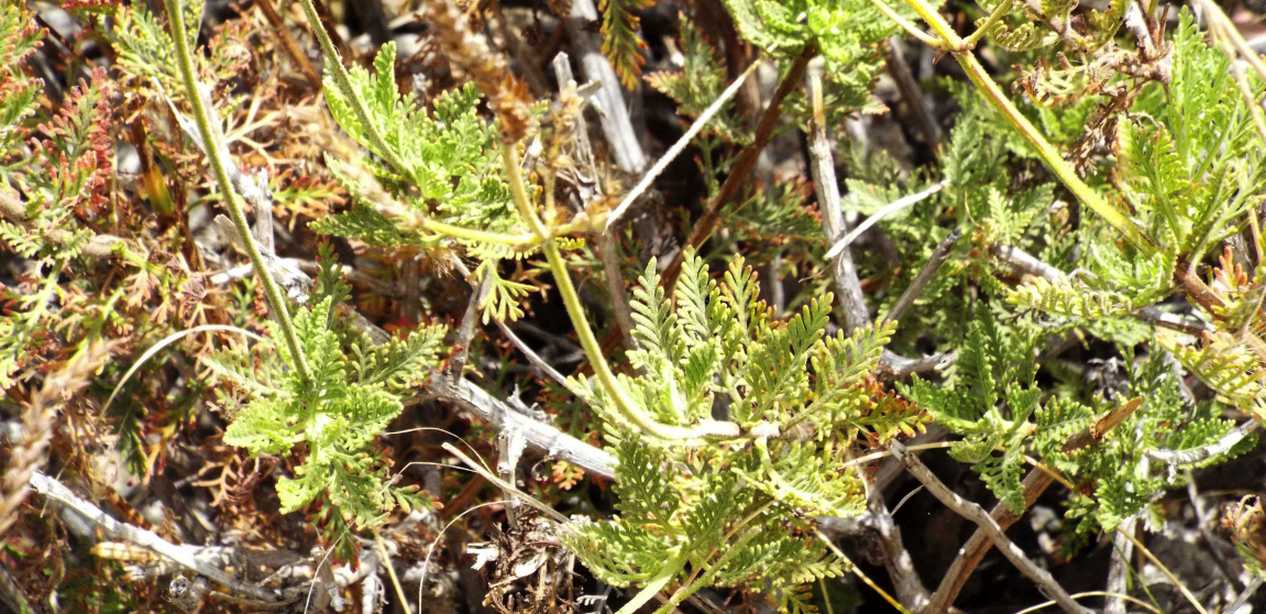 Da Tenerife (Canarie):  Verbena ?  No, Lavandula sp. (Lamiaceae)