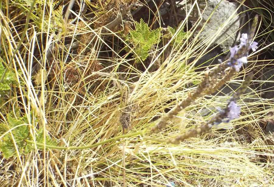 Da Tenerife (Canarie):  Verbena ?  No, Lavandula sp. (Lamiaceae)