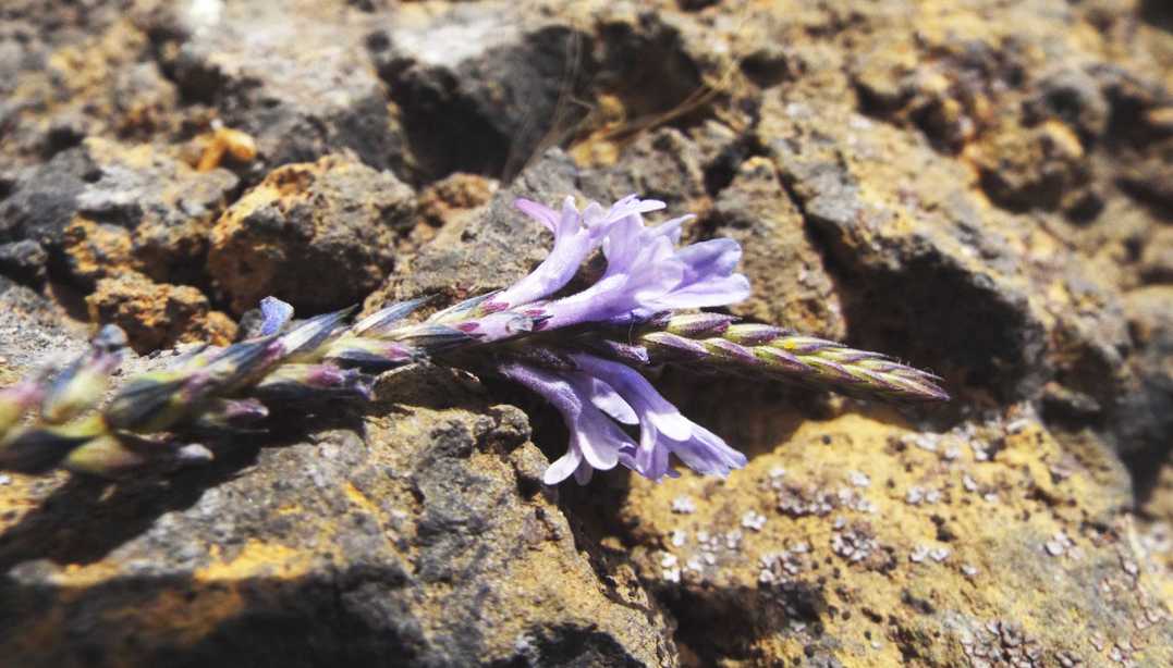 Da Tenerife (Canarie):  Verbena ?  No, Lavandula sp. (Lamiaceae)