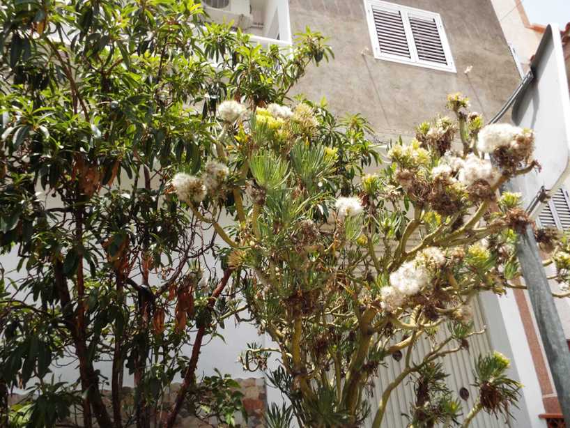 A Tenerife (Canarie):  Kleinia neriifolia (Asteraceae)