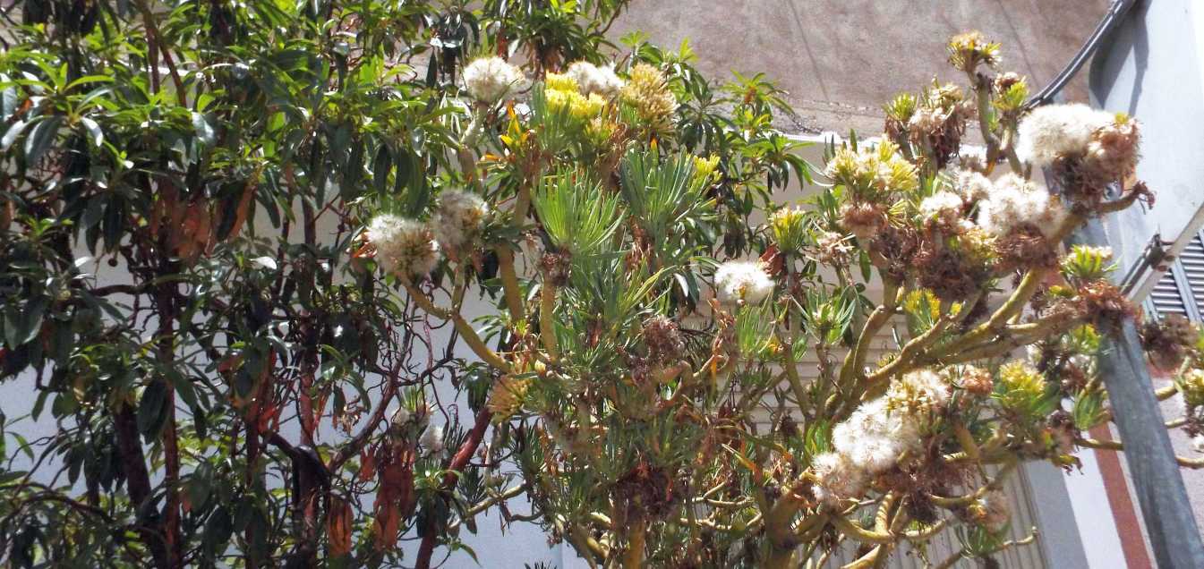 A Tenerife (Canarie):  Kleinia neriifolia (Asteraceae)