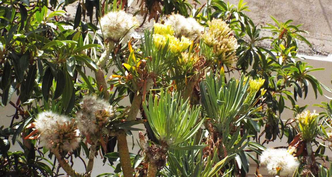 A Tenerife (Canarie):  Kleinia neriifolia (Asteraceae)