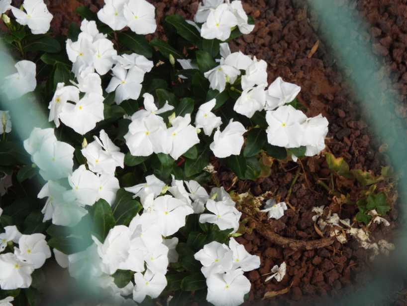 Da Tenerife (Canarie): cv di Catharanthus roseus (Apocynaceae)