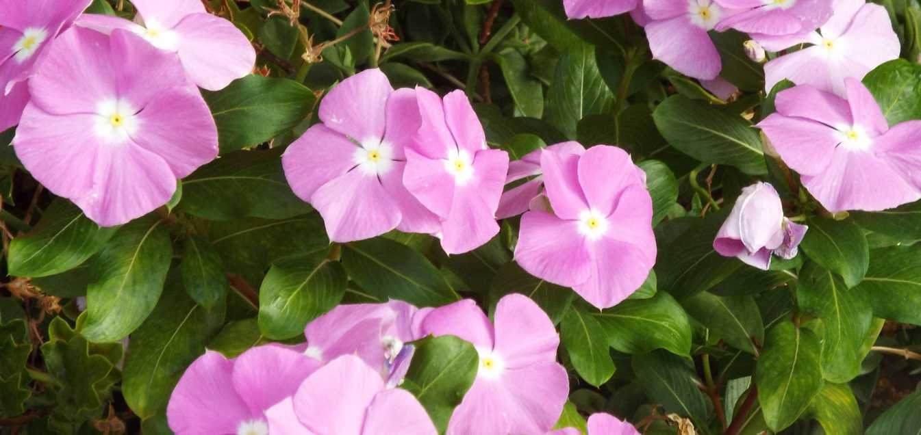 Da Tenerife (Canarie): cv di Catharanthus roseus (Apocynaceae)