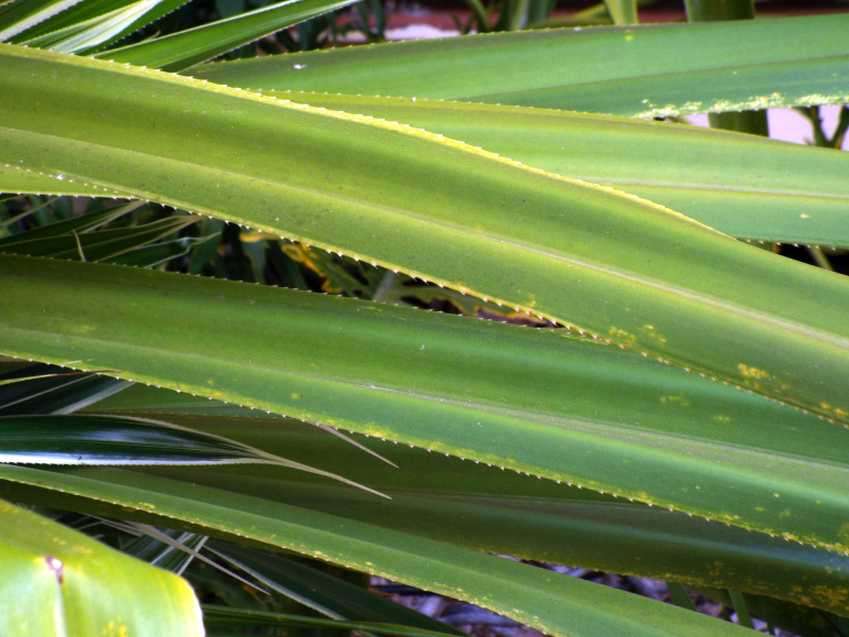 Da Tenerife (Canarie):  Ananas comosus var. bracteatus