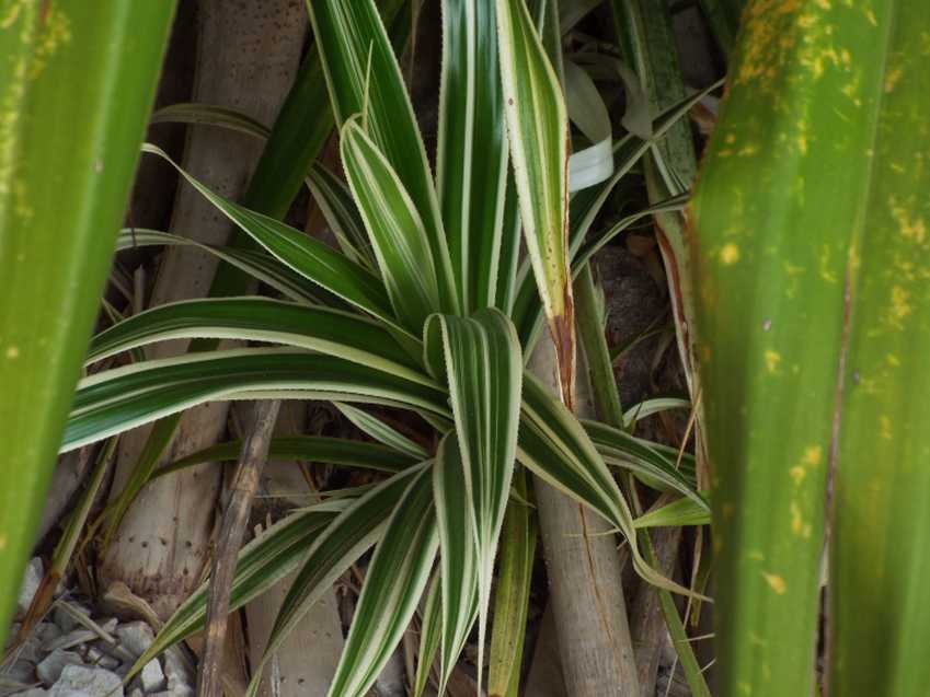 Da Tenerife (Canarie):  Ananas comosus var. bracteatus