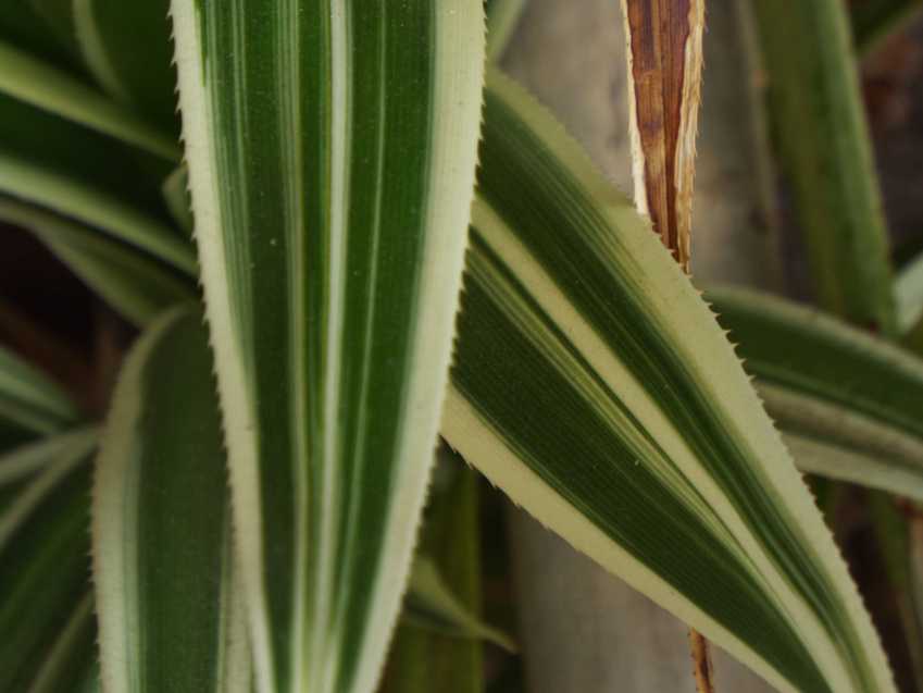 Da Tenerife (Canarie):  Ananas comosus var. bracteatus