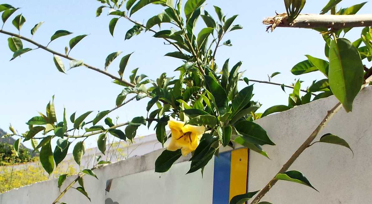 Da Tenerife (Canarie):  Solandra maxima (Solanaceae)