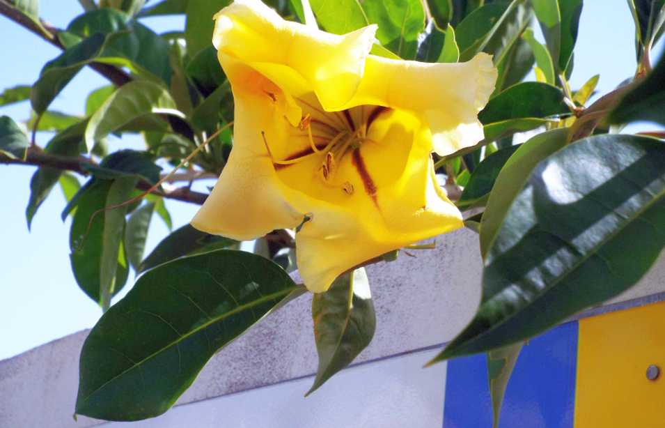 Da Tenerife (Canarie):  Solandra maxima (Solanaceae)