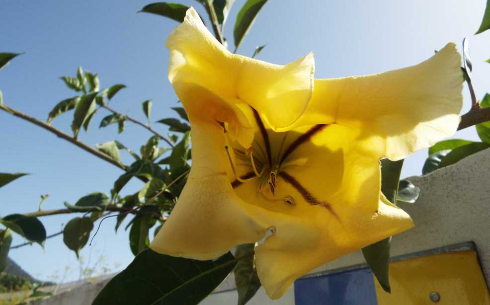 Da Tenerife (Canarie):  Solandra maxima (Solanaceae)