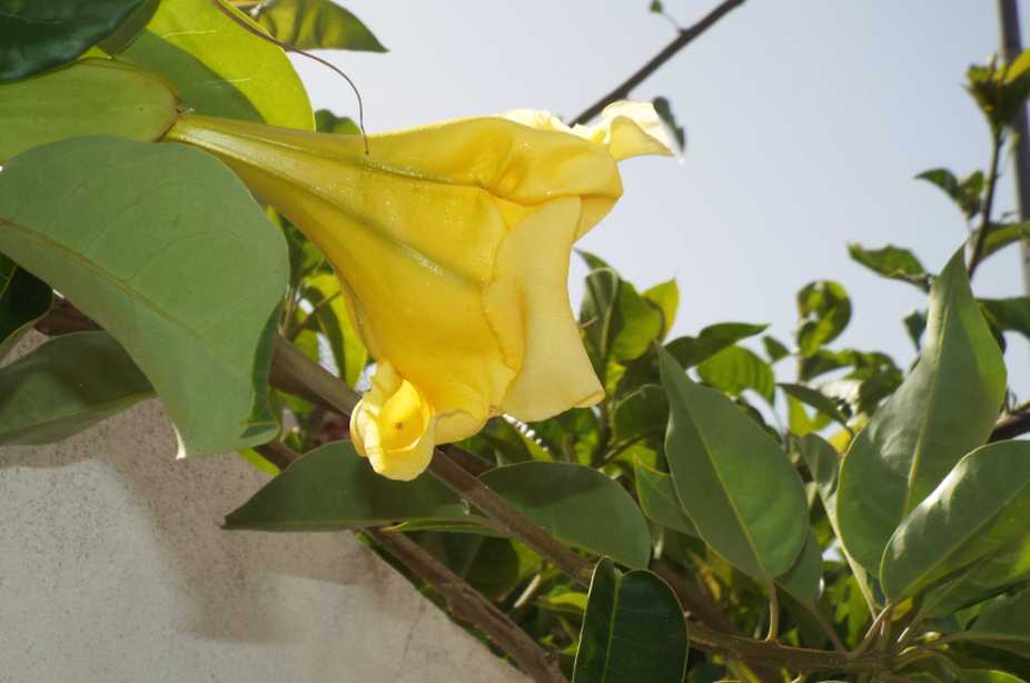 Da Tenerife (Canarie):  Solandra maxima (Solanaceae)