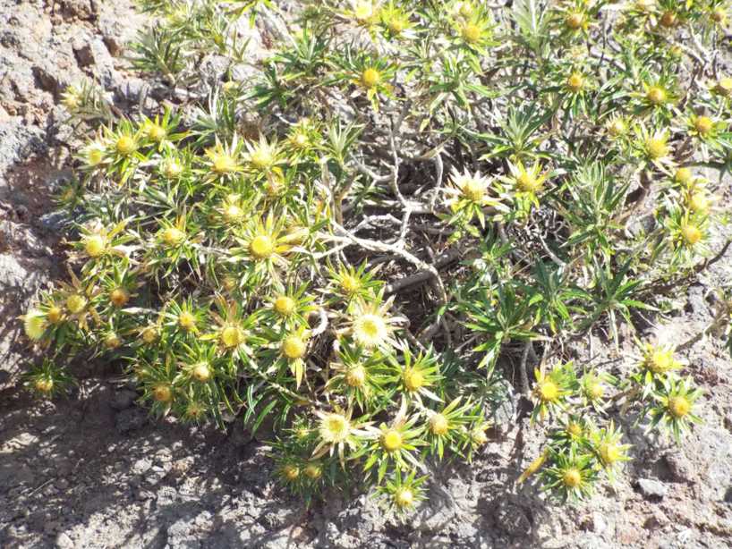 Da Tenerife (Canarie): Carlina salicifolia (Asteraceae)