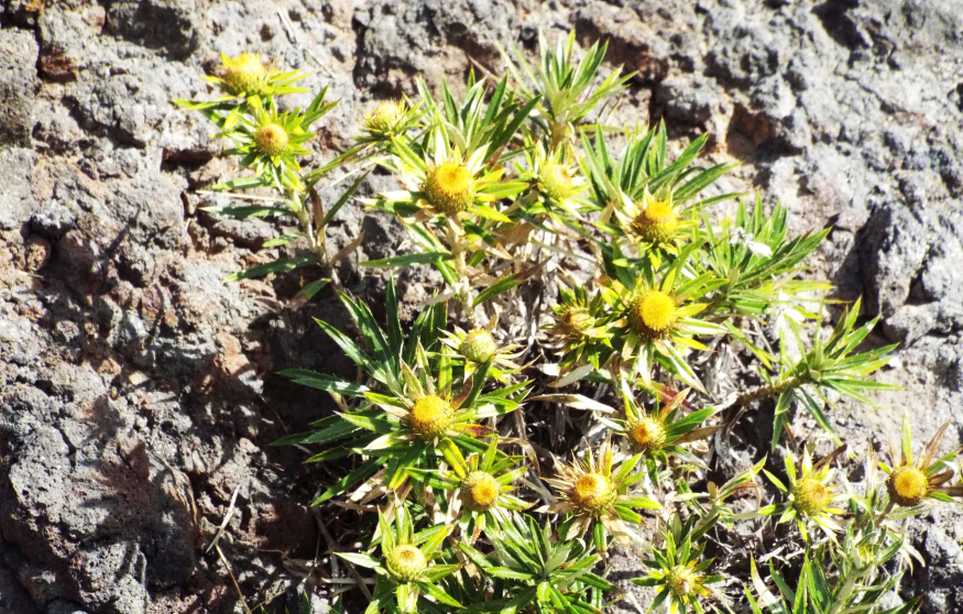 Da Tenerife (Canarie): Carlina salicifolia (Asteraceae)