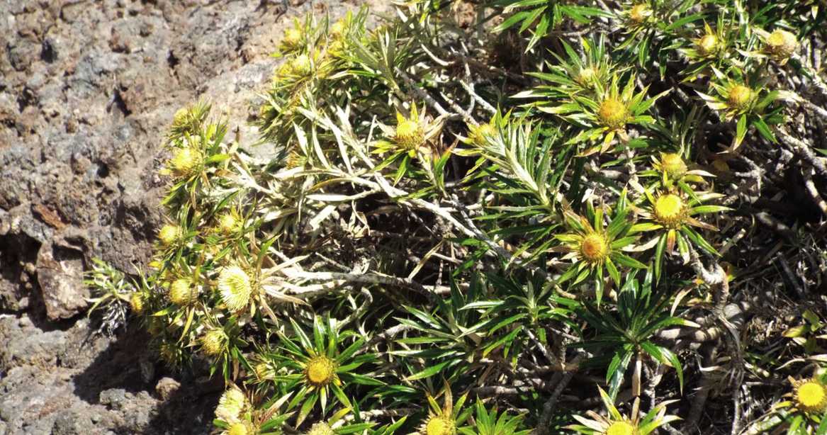 Da Tenerife (Canarie): Carlina salicifolia (Asteraceae)