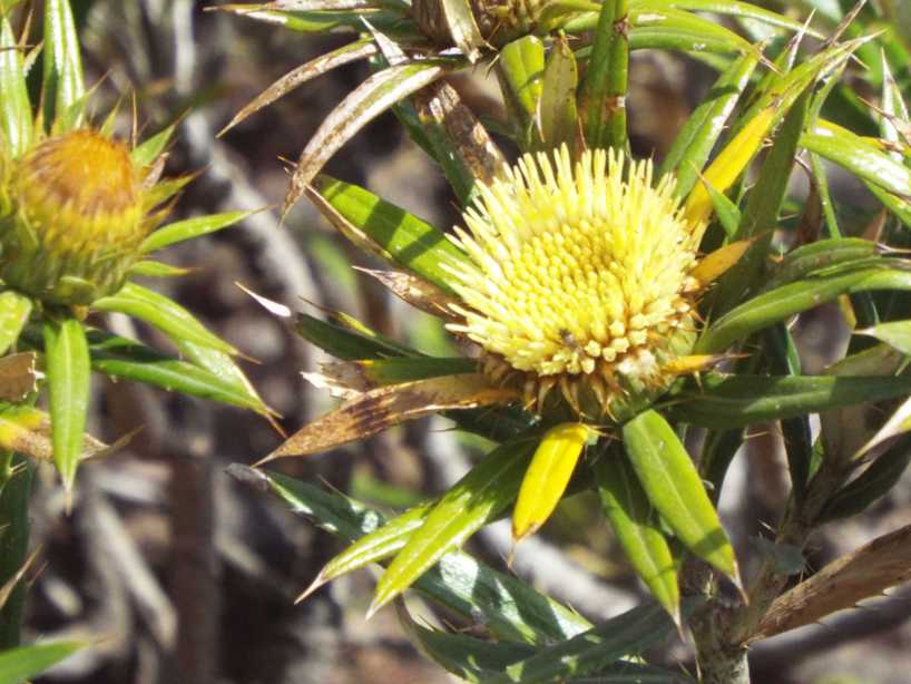 Da Tenerife (Canarie): Carlina salicifolia (Asteraceae)