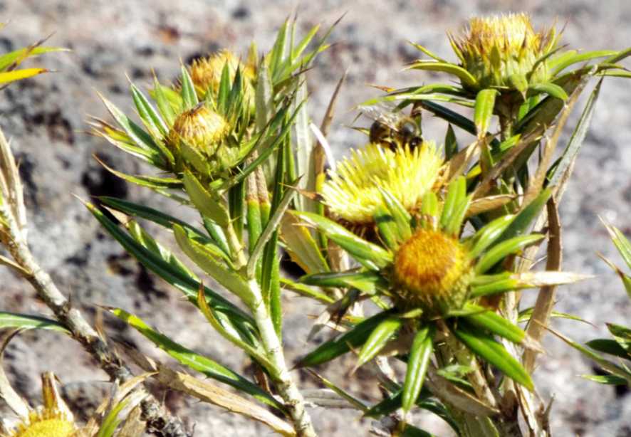 Da Tenerife (Canarie): Carlina salicifolia (Asteraceae)