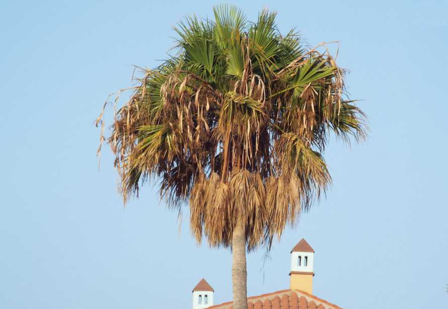 Da Tenerife (Canarie):  palma lungo i viali:  Sabal sp. (Araceae)