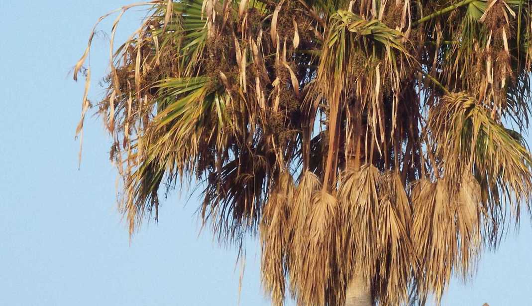 Da Tenerife (Canarie):  palma lungo i viali:  Sabal sp. (Araceae)