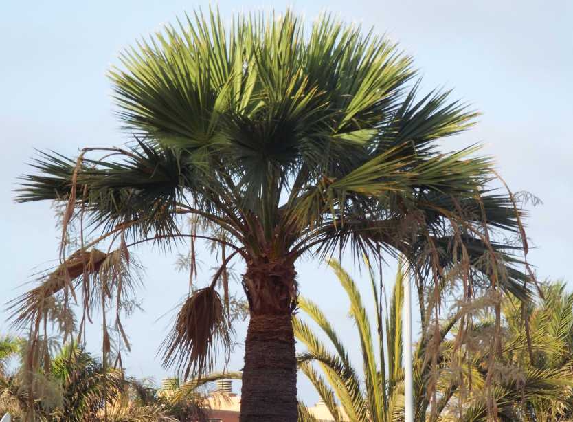 Da Tenerife (Canarie):  palma lungo i viali:  Sabal sp. (Araceae)