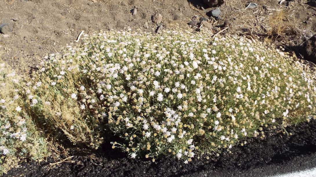 Da Tenerife (Canarie):  Pterocephalus lasiospermus (Caprifoliaceae) ?  S !