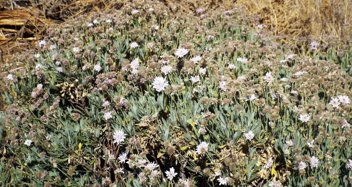 Da Tenerife (Canarie):  Pterocephalus lasiospermus (Caprifoliaceae) ?  S !