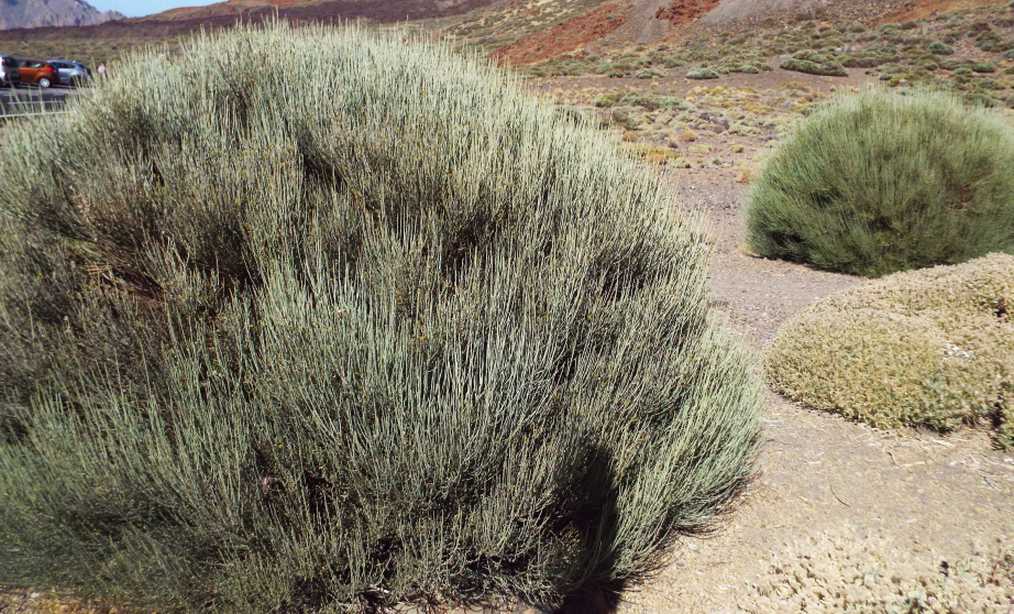 Da Tenerife (Canarie):  Spartocytisus supranubius (Fabaceae)