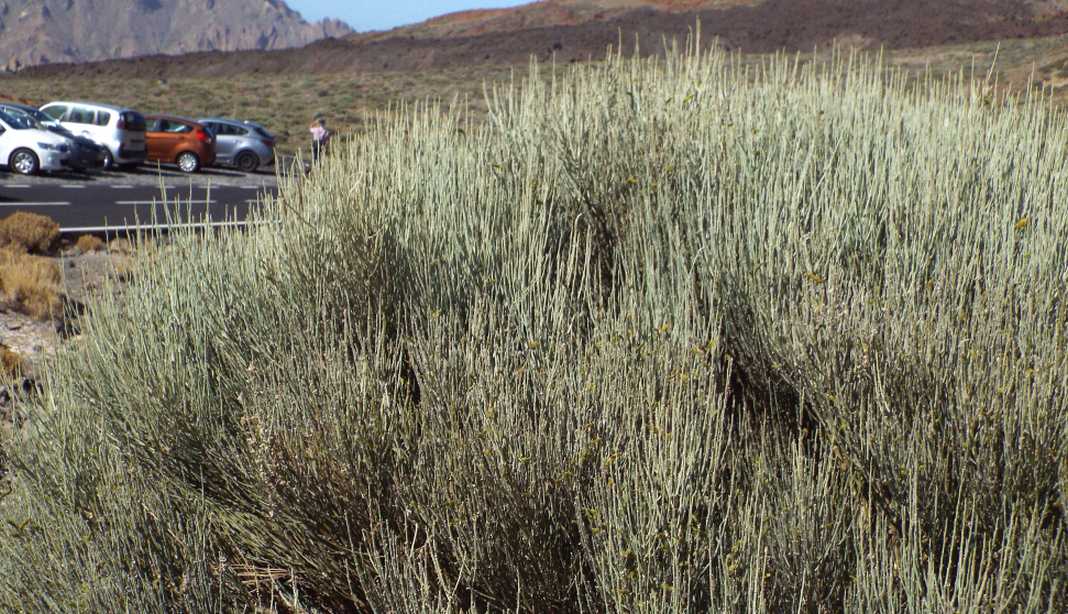 Da Tenerife (Canarie):  Spartocytisus supranubius (Fabaceae)