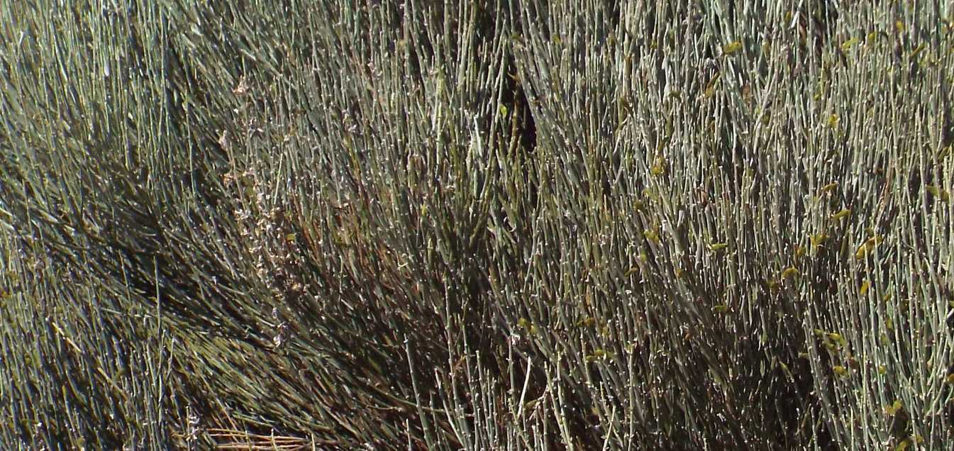 Da Tenerife (Canarie):  Spartocytisus supranubius (Fabaceae)