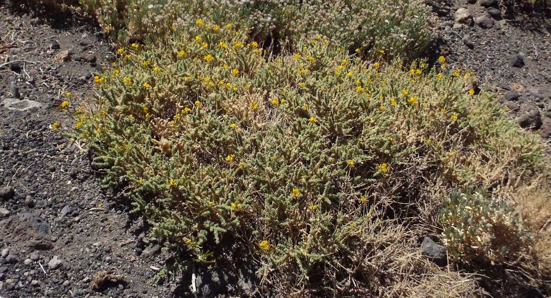 Da Tenerife (Canarie):  Adenocarpus  viscosus (Fabaceae)