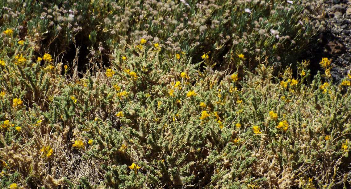 Da Tenerife (Canarie):  Adenocarpus  viscosus (Fabaceae)