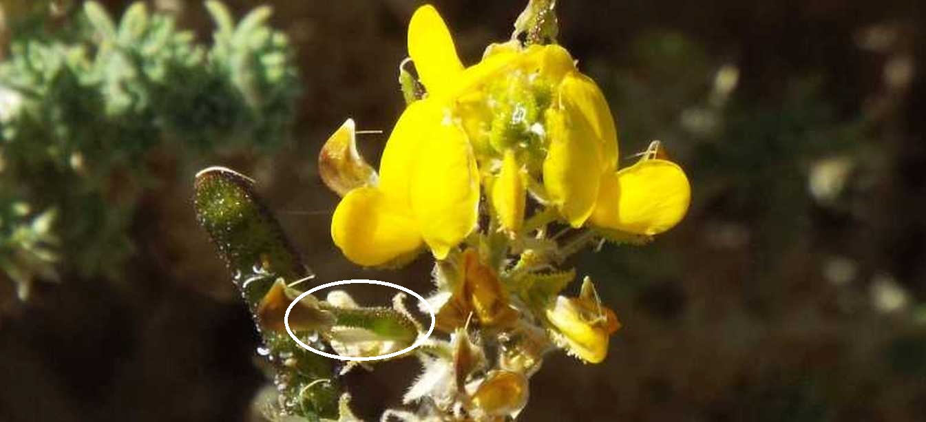 Da Tenerife (Canarie):  Adenocarpus  viscosus (Fabaceae)