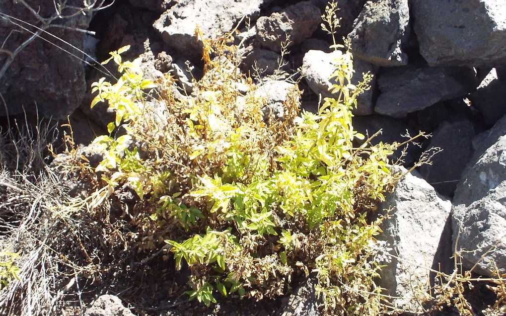 Da Tenerife (Canarie):  Scrophularia glabrata (Scrophulariaceae)