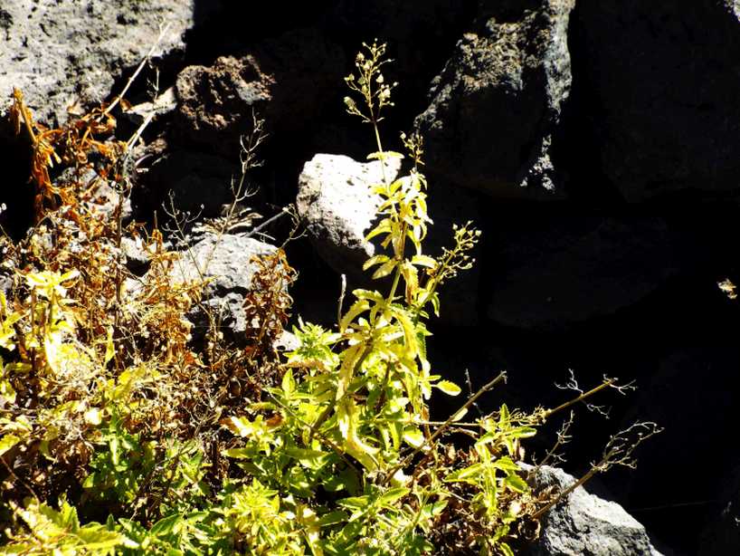 Da Tenerife (Canarie):  Scrophularia glabrata (Scrophulariaceae)