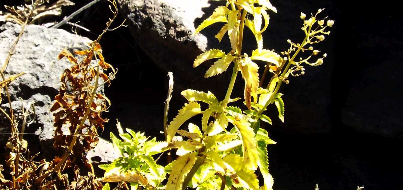 Da Tenerife (Canarie):  Scrophularia glabrata (Scrophulariaceae)