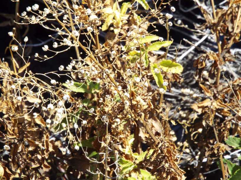 Da Tenerife (Canarie):  Scrophularia glabrata (Scrophulariaceae)