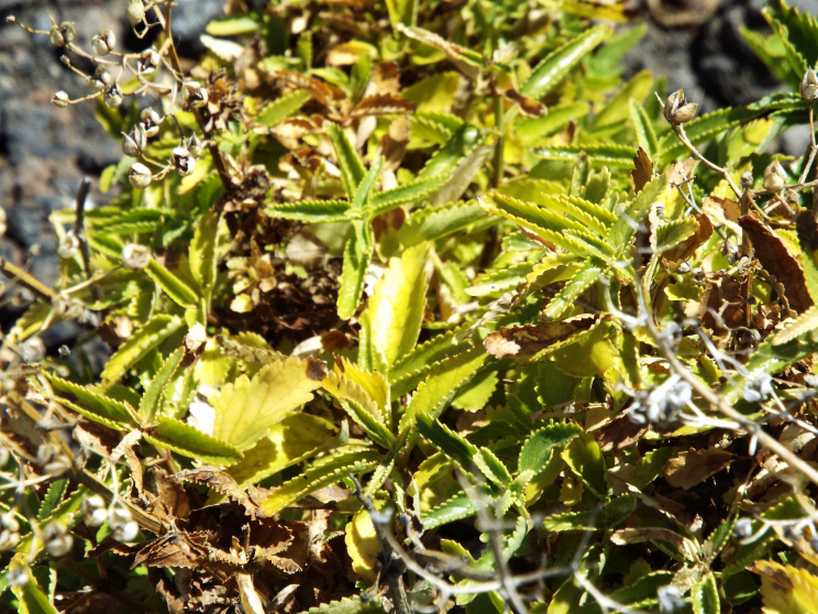 Da Tenerife (Canarie):  Scrophularia glabrata (Scrophulariaceae)