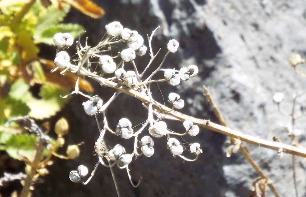 Da Tenerife (Canarie):  Scrophularia glabrata (Scrophulariaceae)