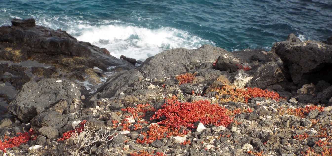 Da Tenerife (Canarie): Mesembryanthemum nodiflorum (Aizoaceae)