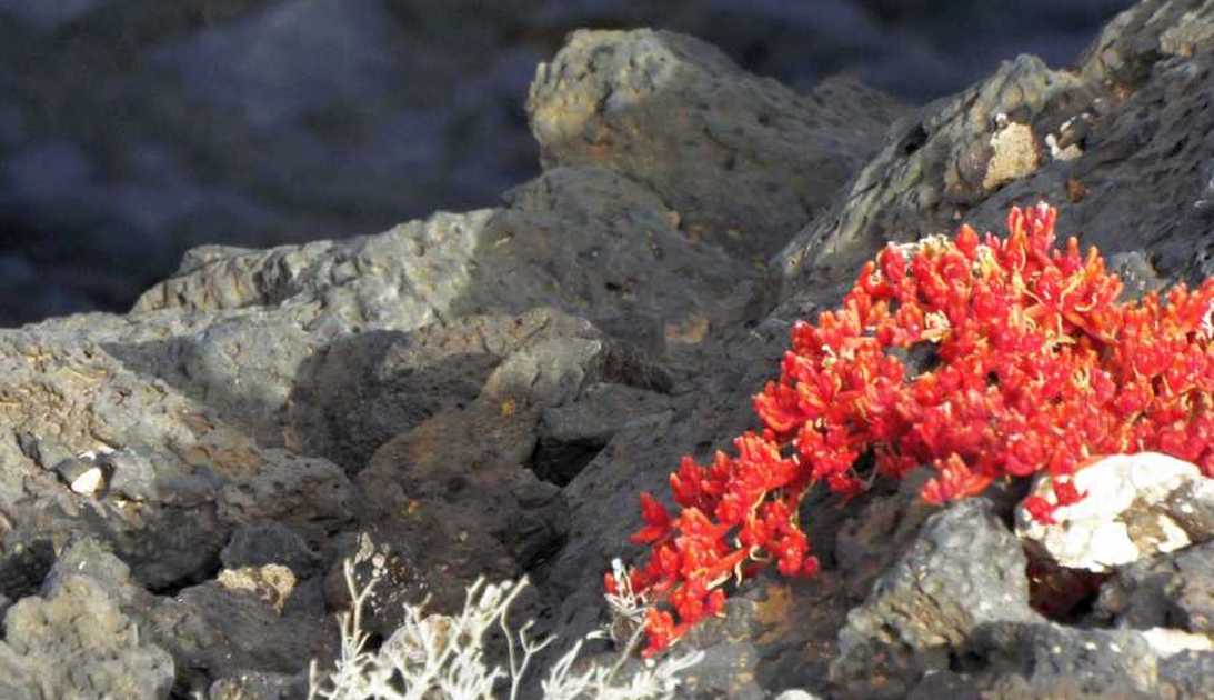 Da Tenerife (Canarie): Mesembryanthemum nodiflorum (Aizoaceae)