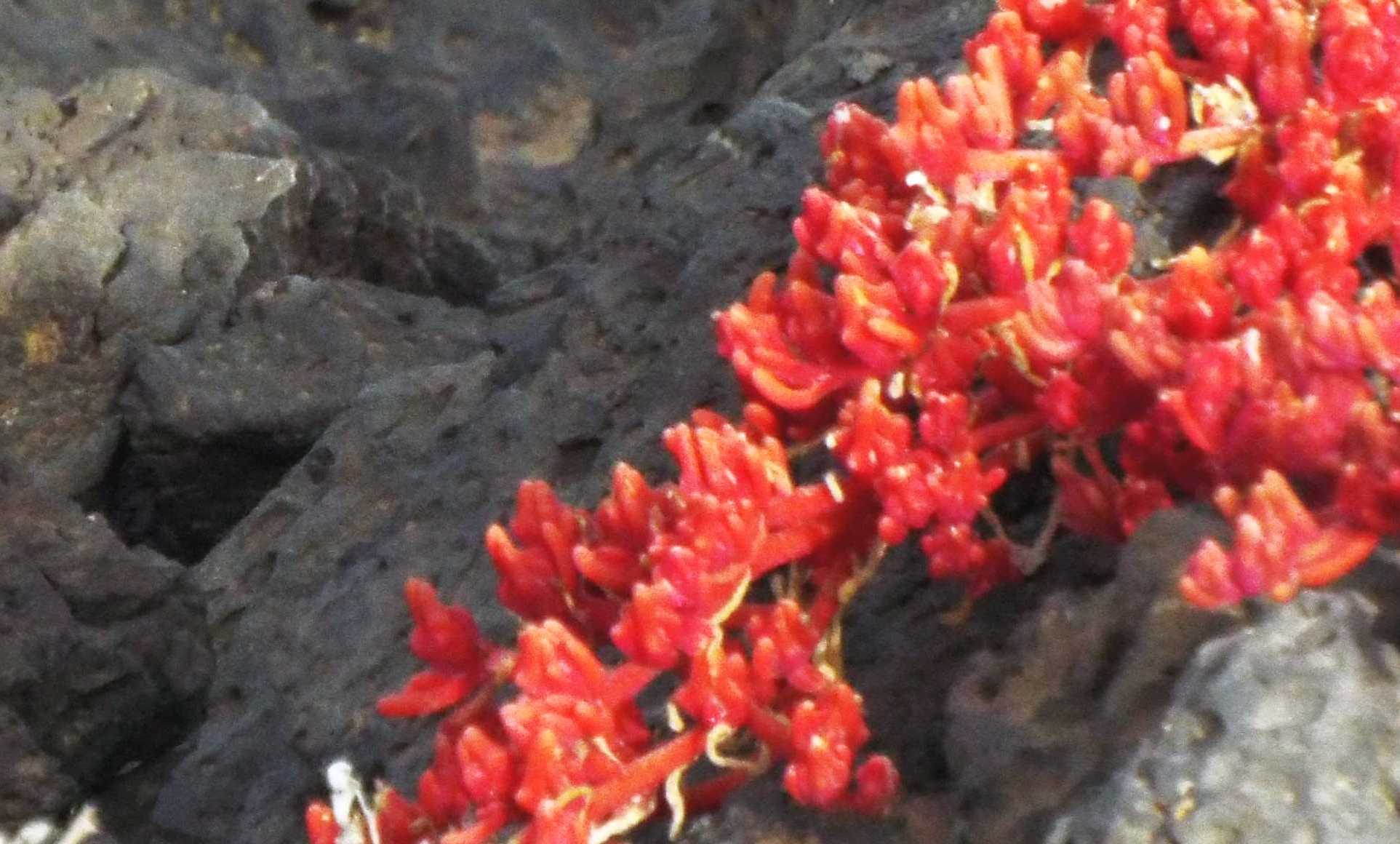 Da Tenerife (Canarie): Mesembryanthemum nodiflorum (Aizoaceae)