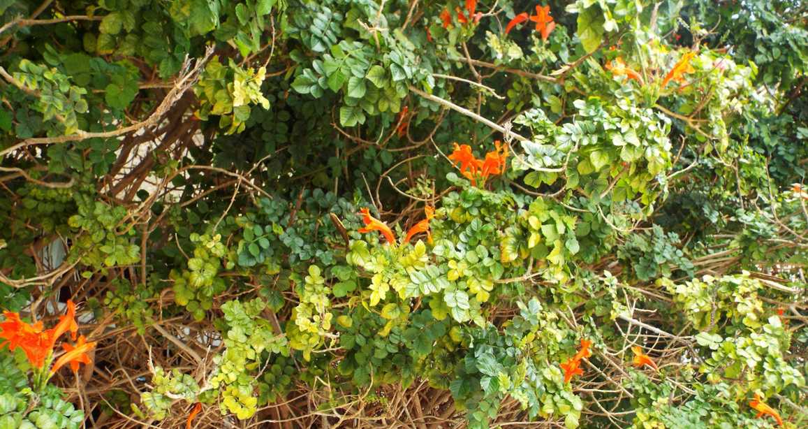 Da Tenerife (Canarie):  Tecomaria capensis (Bignoniaceae)