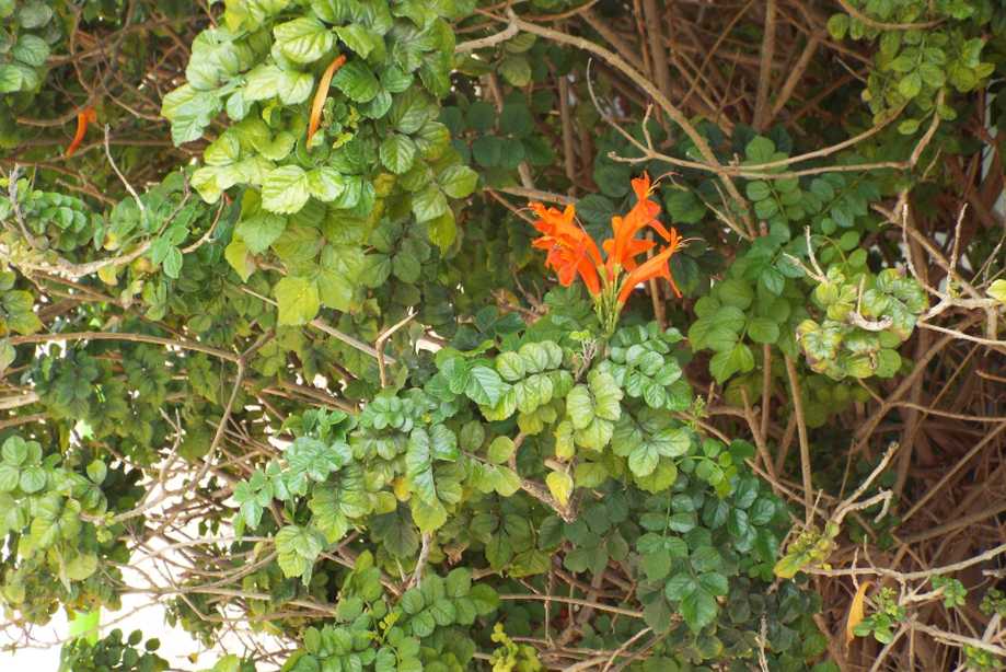 Da Tenerife (Canarie):  Tecomaria capensis (Bignoniaceae)