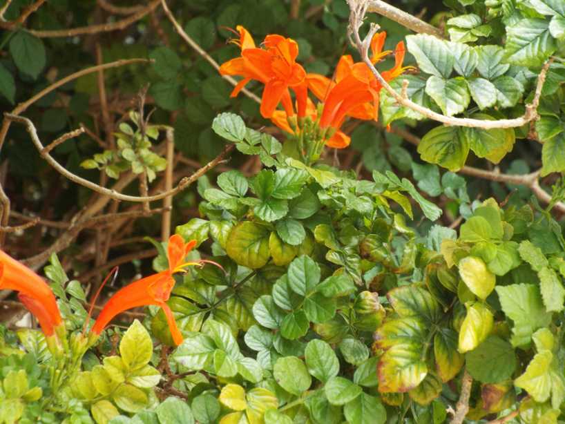 Da Tenerife (Canarie):  Tecomaria capensis (Bignoniaceae)