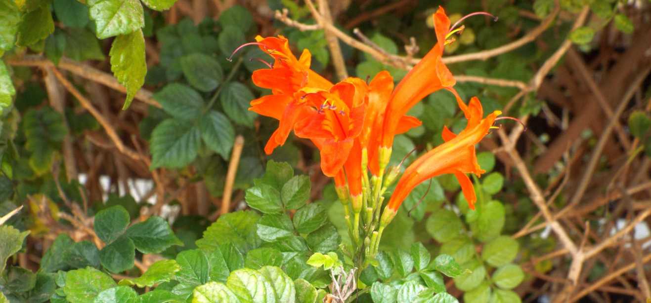 Da Tenerife (Canarie):  Tecomaria capensis (Bignoniaceae)